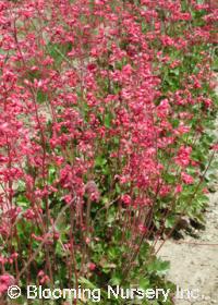 Heuchera hirsutissima 'Santa Rosa'                